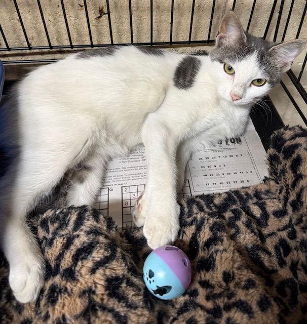 Moo Moo, a Adopted Domestic Short Hair in Apollo, PA image 1/2