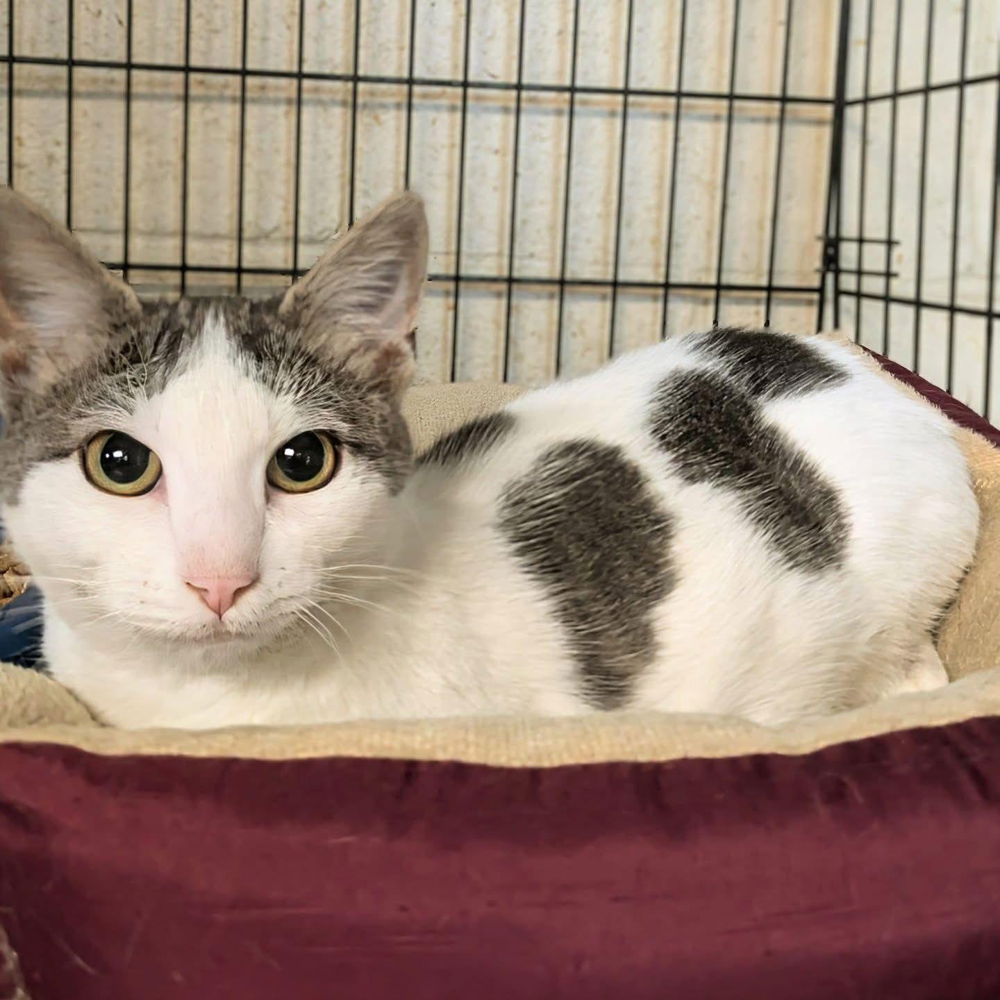 Moo Moo, a Adopted Domestic Short Hair in Apollo, PA image 2/2