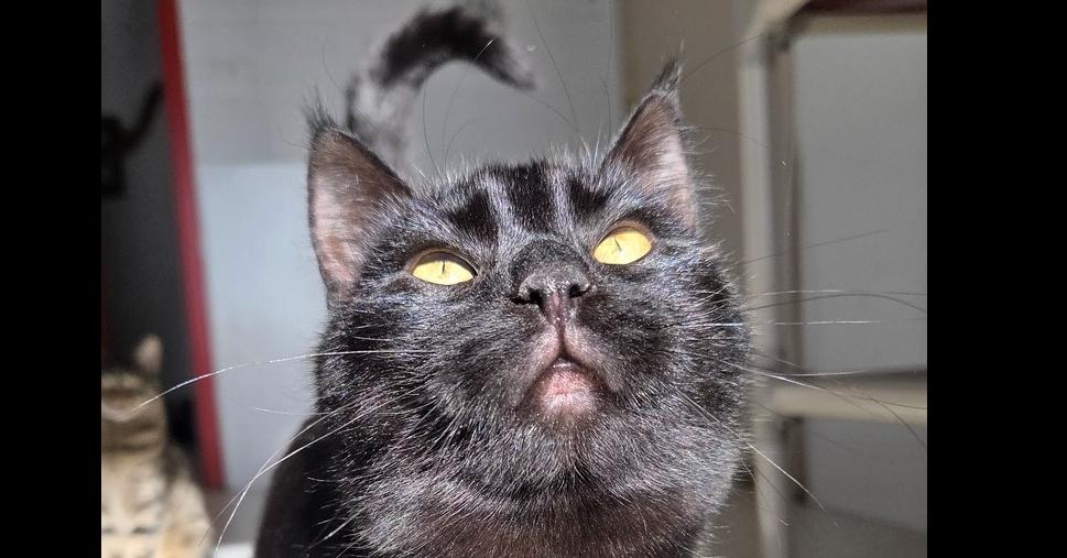 Malibu, a Adoptable Domestic Short Hair in Salmon, ID image 2/3