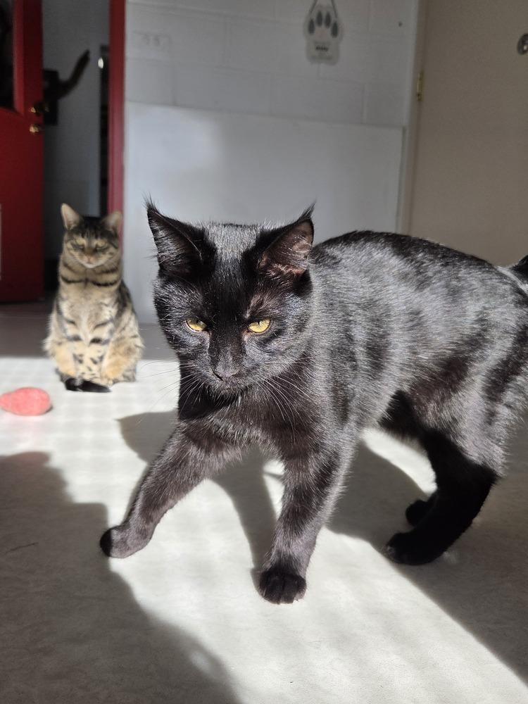 Malibu, a Adoptable Domestic Short Hair in Salmon, ID image 3/3