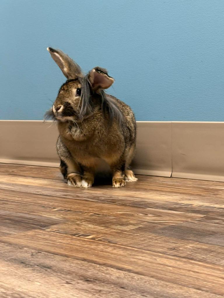 Brad Mondo, Adoptable, Adult Female Flemish Giant.