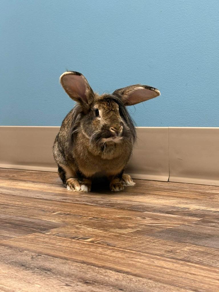 Enlarge Brad Mondo, a Adoptable Flemish Giant in FRANKTON, IN image 3/4
