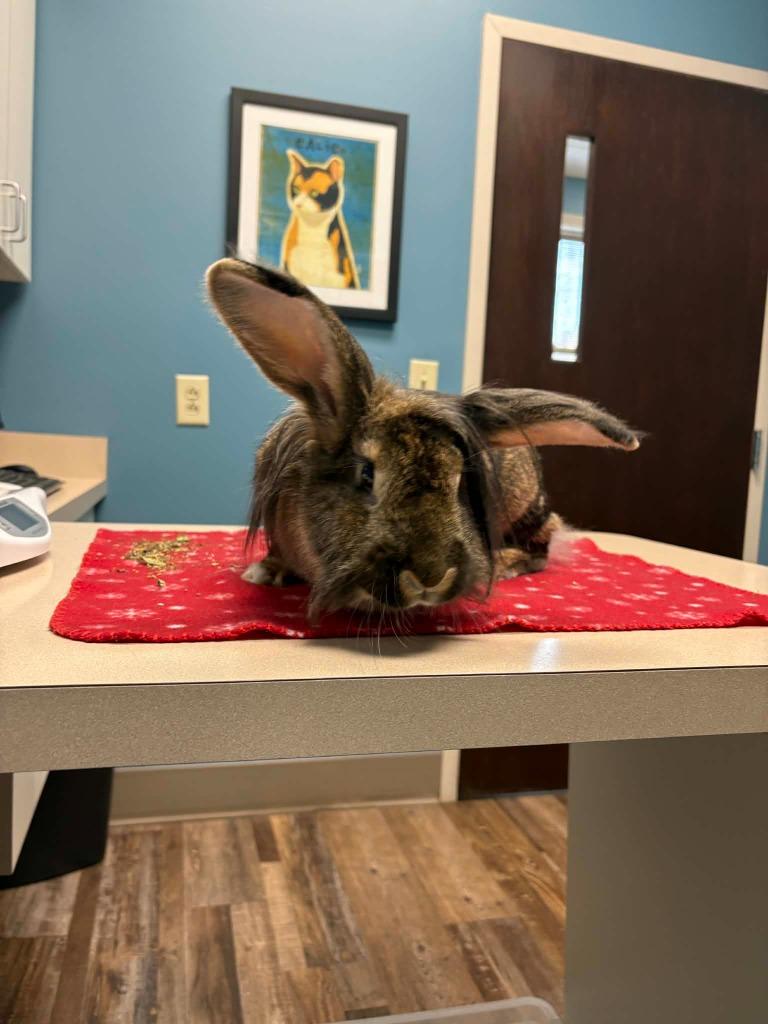 Enlarge Brad Mondo, a Adoptable Flemish Giant in FRANKTON, IN image 4/4
