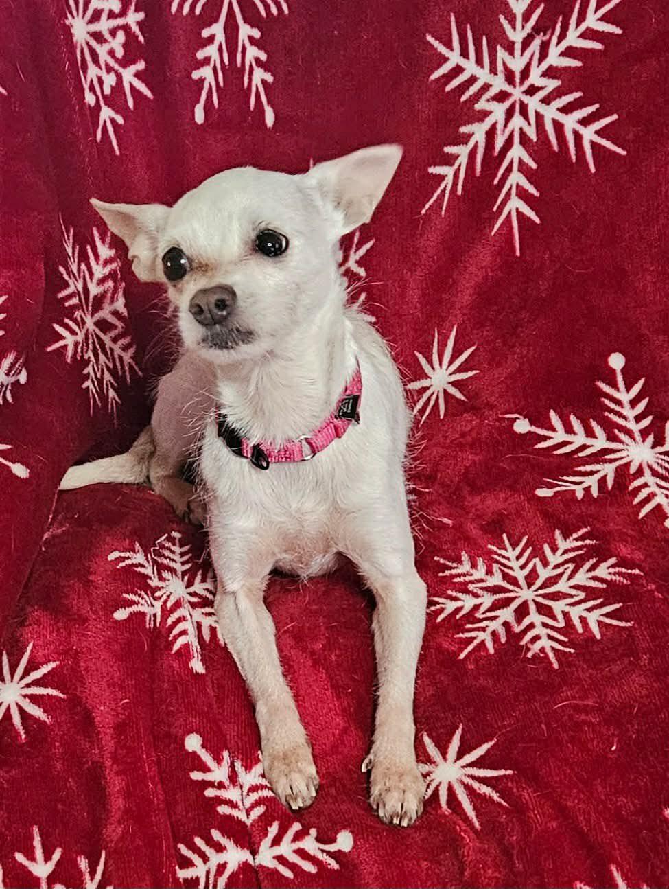 Enlarge Arie Jade, a Adoptable Mixed Breed in Fairmont, WV image 1/3