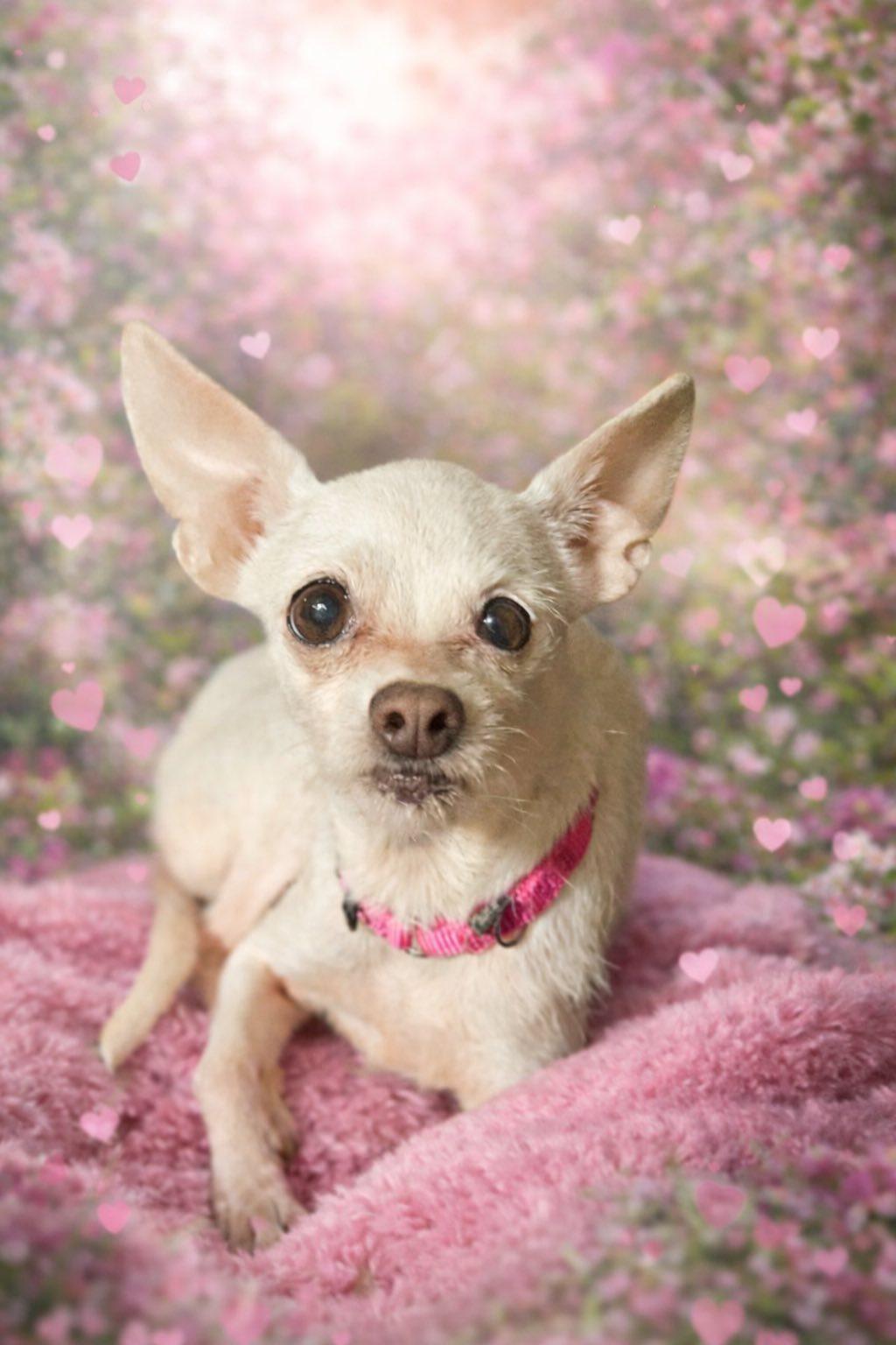 Enlarge Arie Jade, a Adoptable Mixed Breed in Fairmont, WV image 2/3