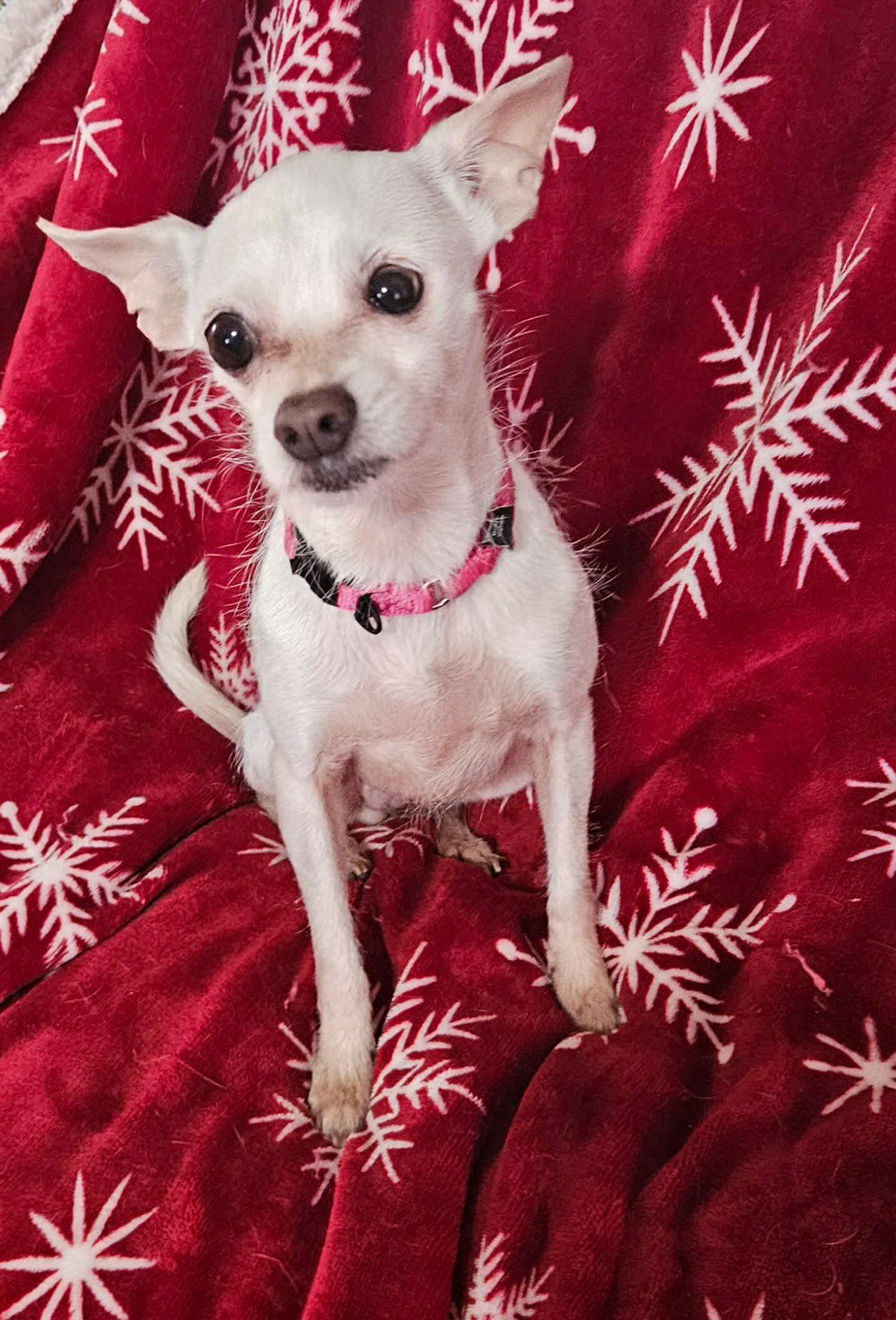 Enlarge Arie Jade, a Adoptable Mixed Breed in Fairmont, WV image 3/3
