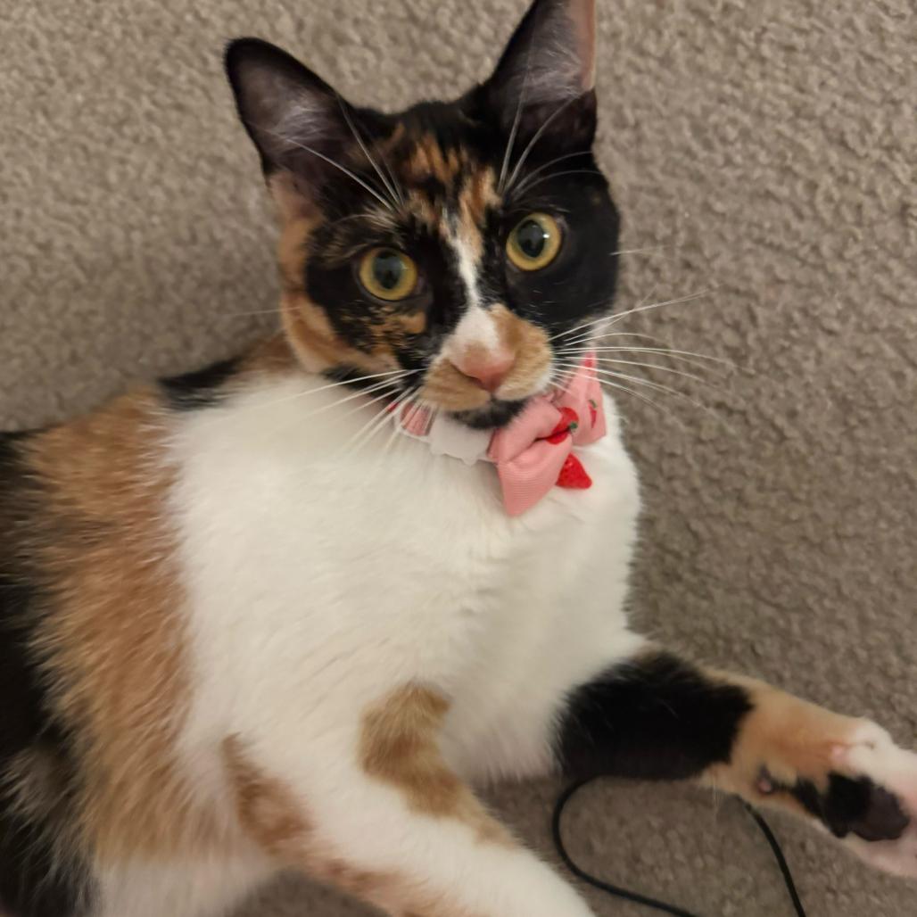 Sugar, Adoptable, Young Female American Shorthair.