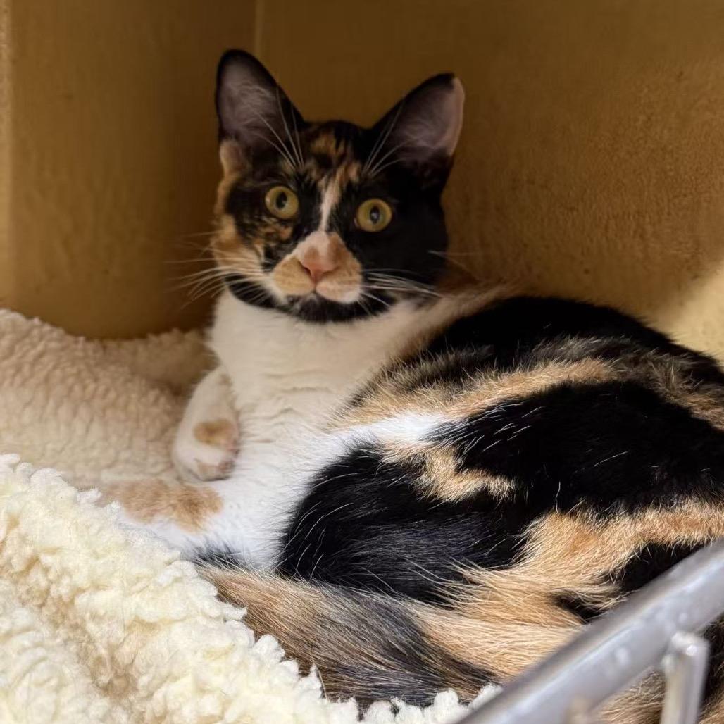 Enlarge Sugar, a Adoptable American Shorthair in Escondido, CA image 2/6