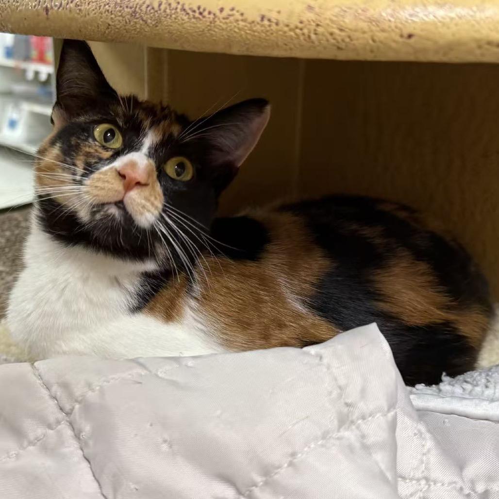 Enlarge Sugar, a Adoptable American Shorthair in Escondido, CA image 3/6