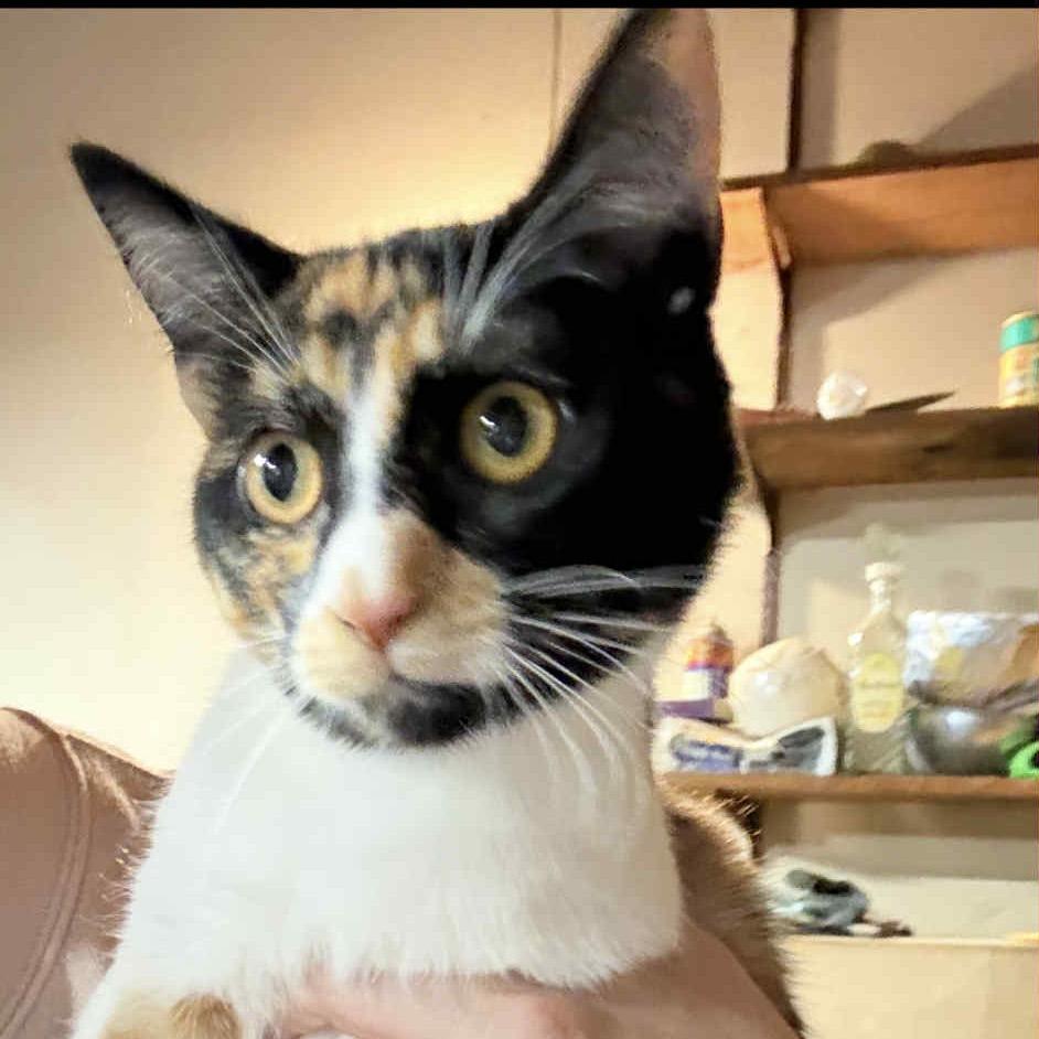 Enlarge Sugar, a Adoptable American Shorthair in Escondido, CA image 4/6