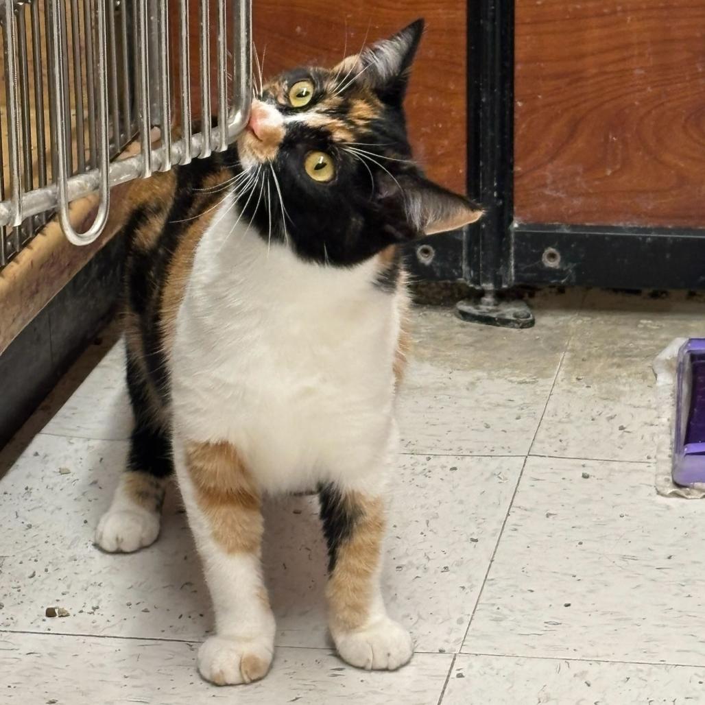 Enlarge Sugar, a Adoptable American Shorthair in Escondido, CA image 5/6