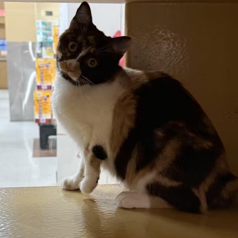 Enlarge Sugar, a Adoptable American Shorthair in Escondido, CA image 6/6