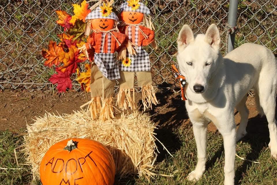 Enlarge Ice, a Adoptable Siberian Husky in Stuart, VA image 1/6