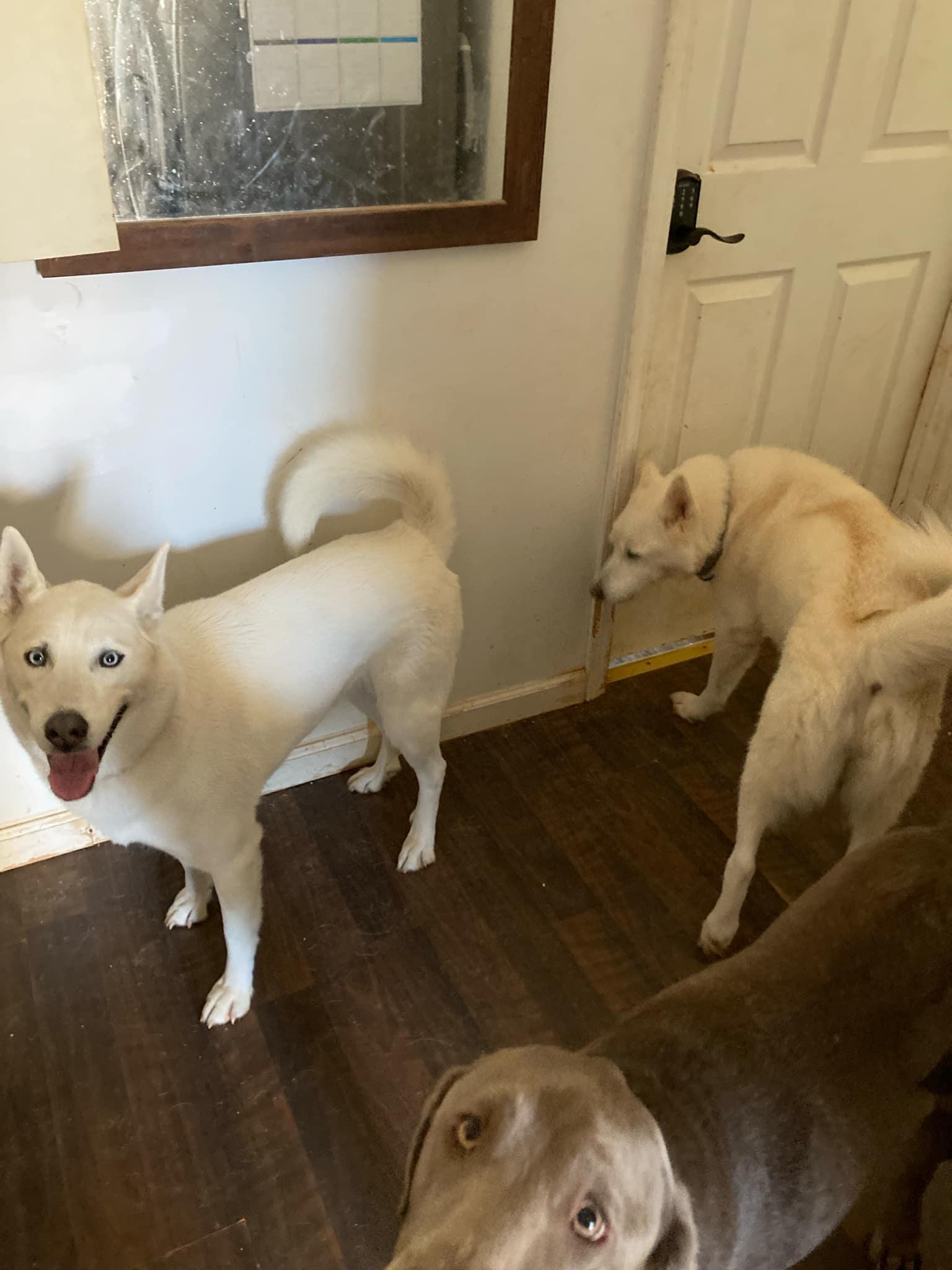 Enlarge Ice, a Adoptable Siberian Husky in Stuart, VA image 2/6