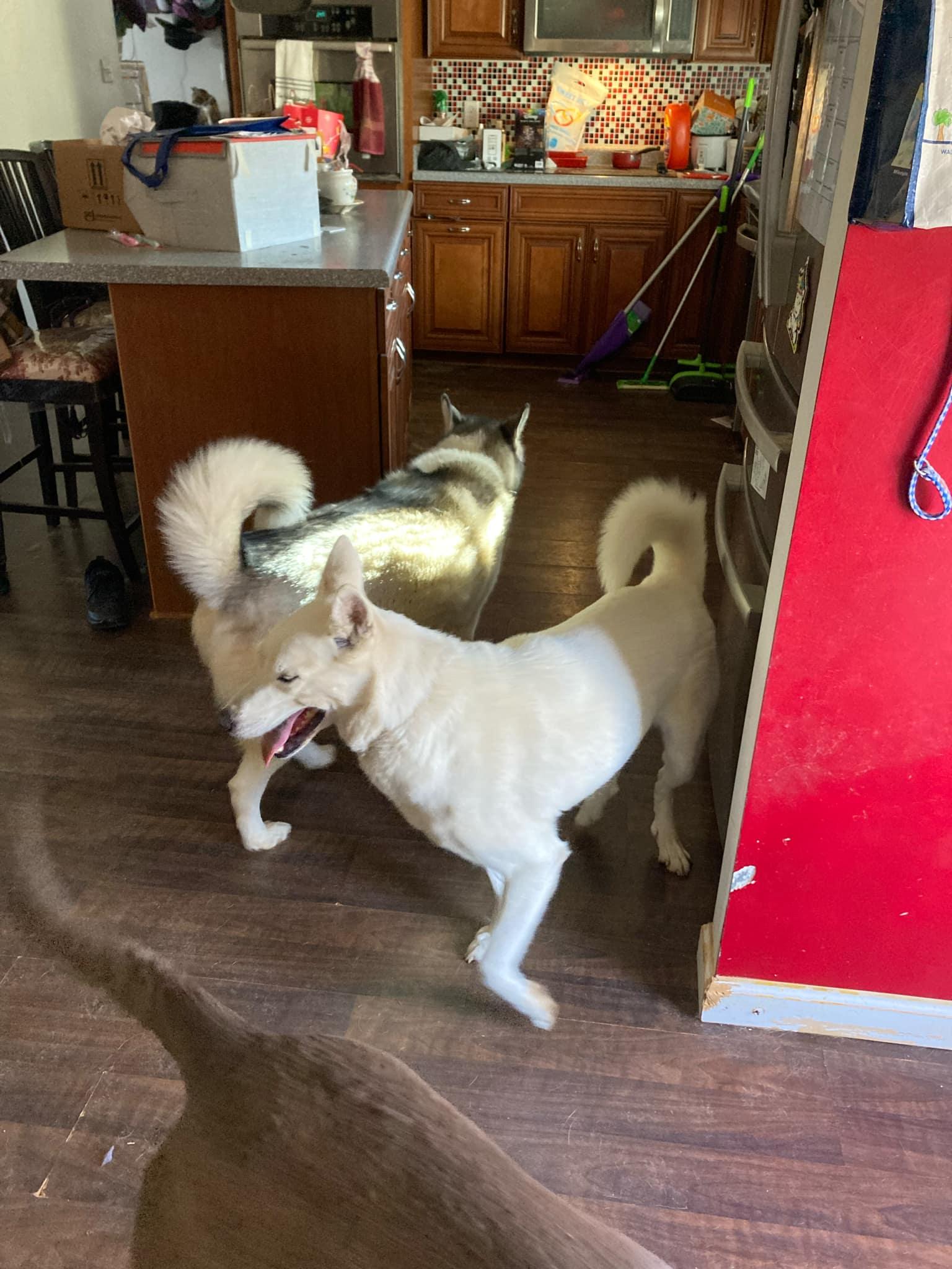 Enlarge Ice, a Adoptable Siberian Husky in Stuart, VA image 4/6