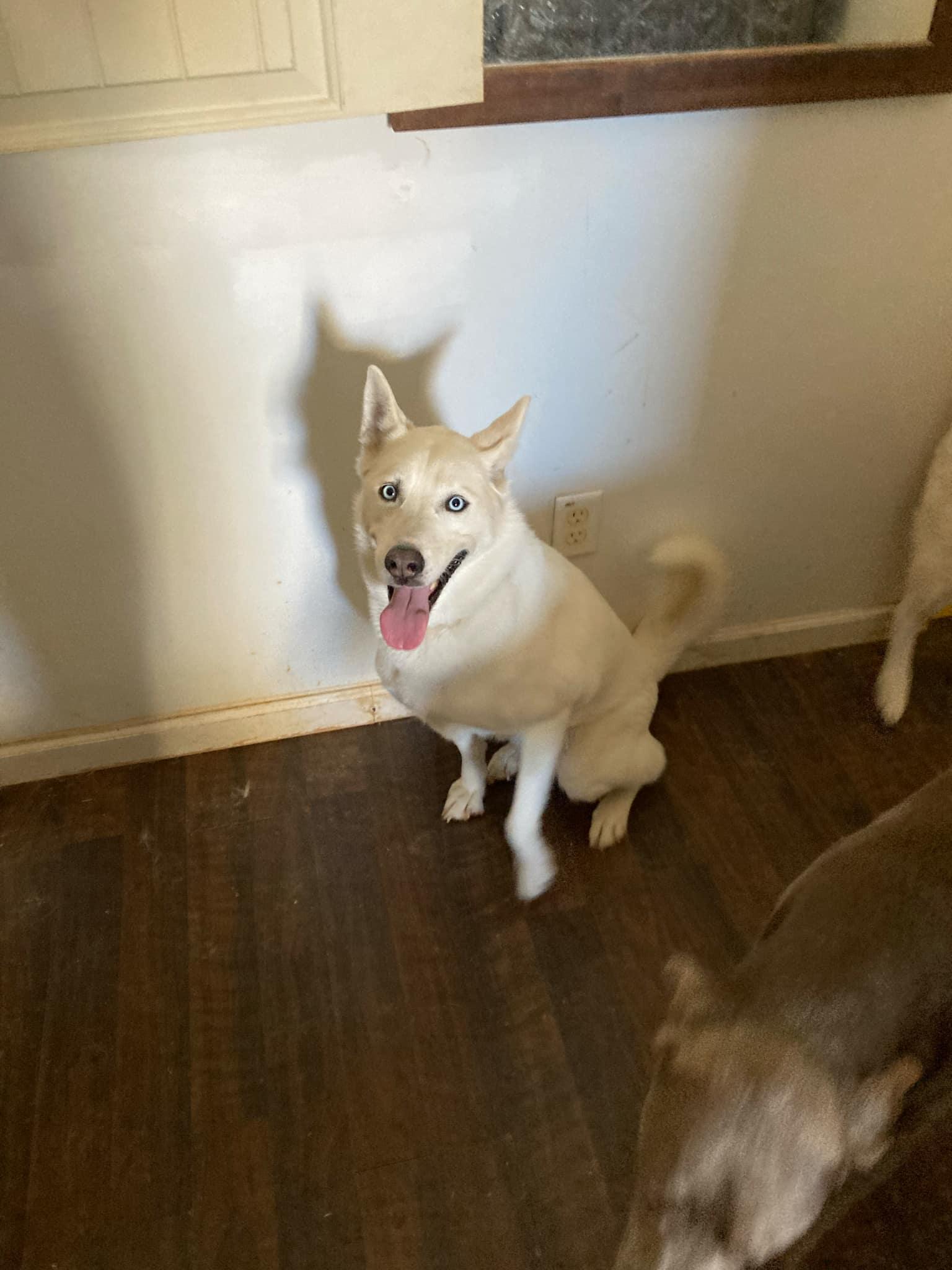 Enlarge Ice, a Adoptable Siberian Husky in Stuart, VA image 5/6