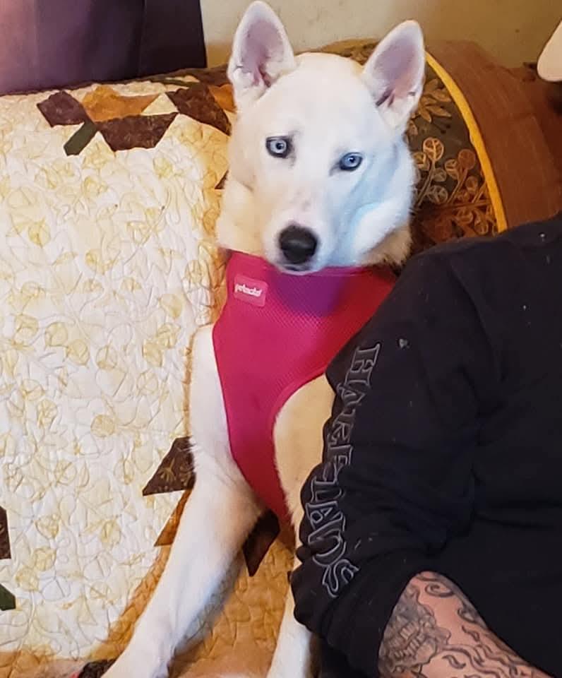 Enlarge Ice, a Adoptable Siberian Husky in Stuart, VA image 6/6