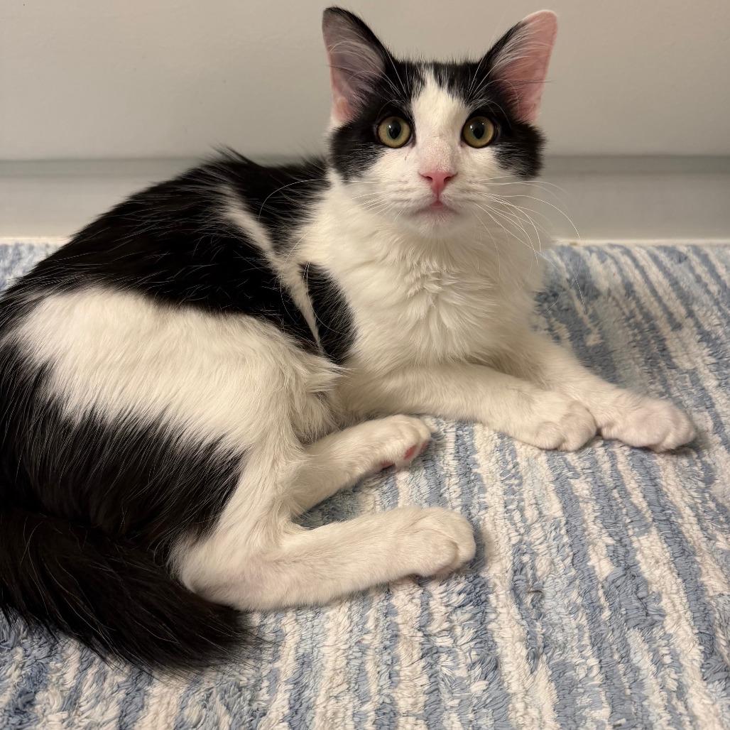 Turnip, Adoptable, Kitten Male Domestic Medium Hair.
