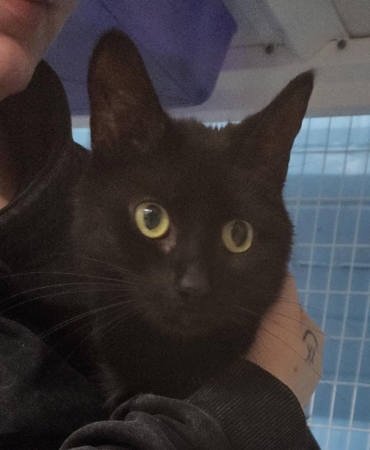 Keno, ADOPTABLE, Adult Female Domestic Medium Hair.