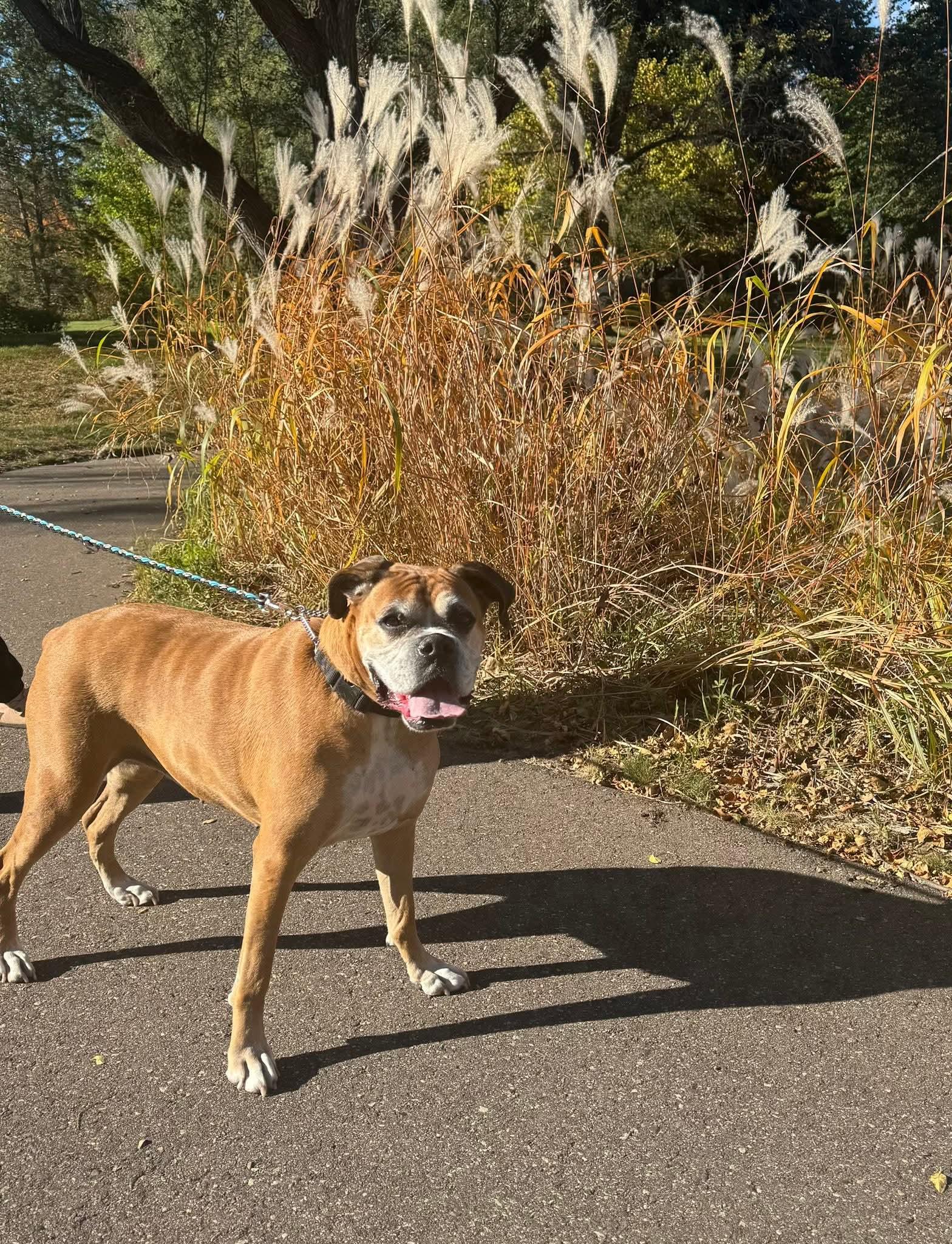 Phoebe *Adoption Pending*, Adoptable, Senior Female Boxer.