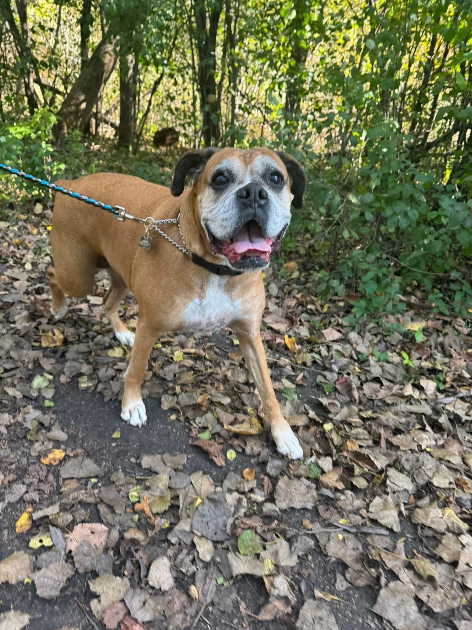 Phoebe *Adoption Pending*, a Adoptable Boxer in Woodbury, MN image 2/3