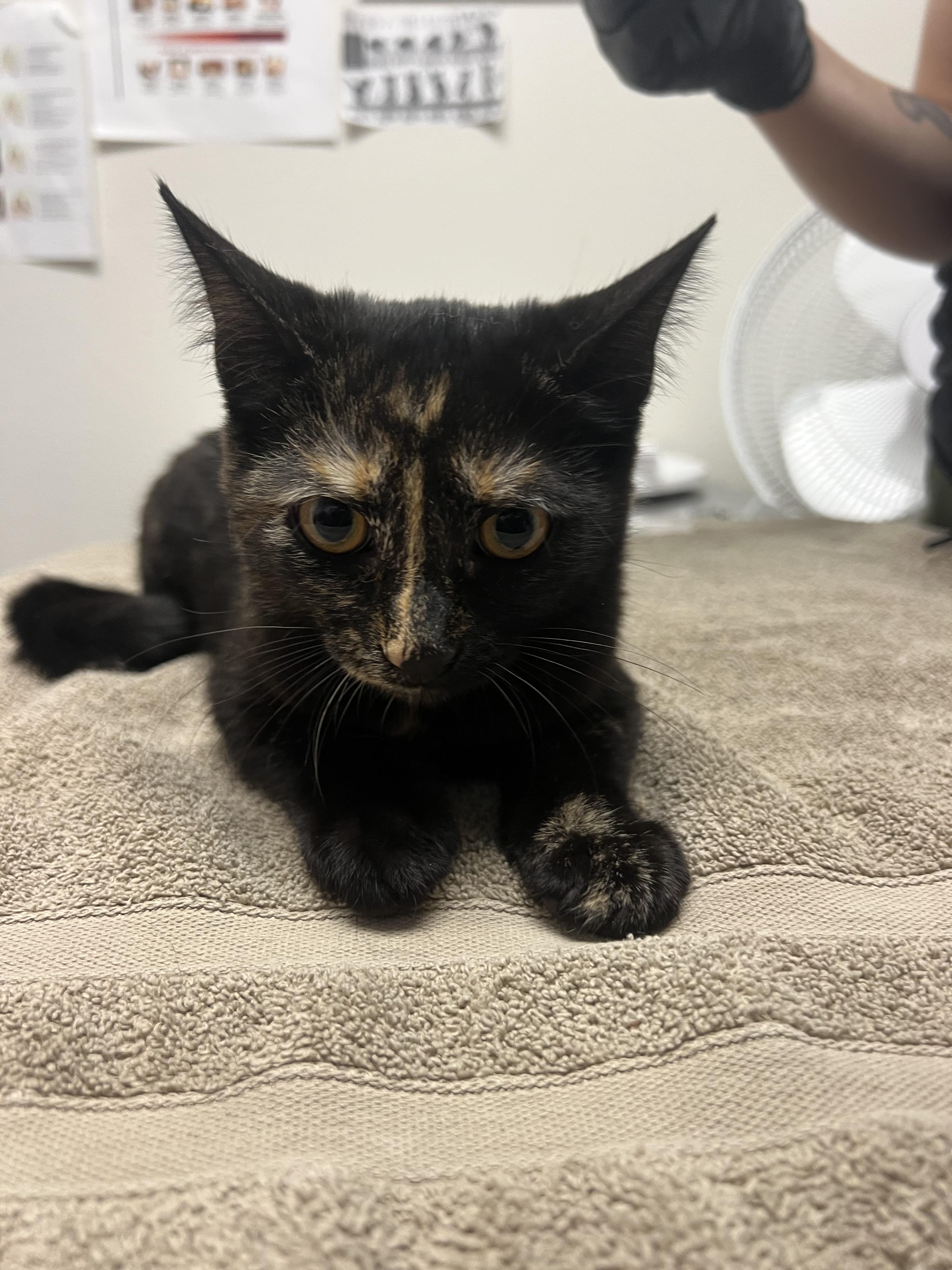 Enlarge Orion, a Adopted mixed breed in Chico, CA image 1/2