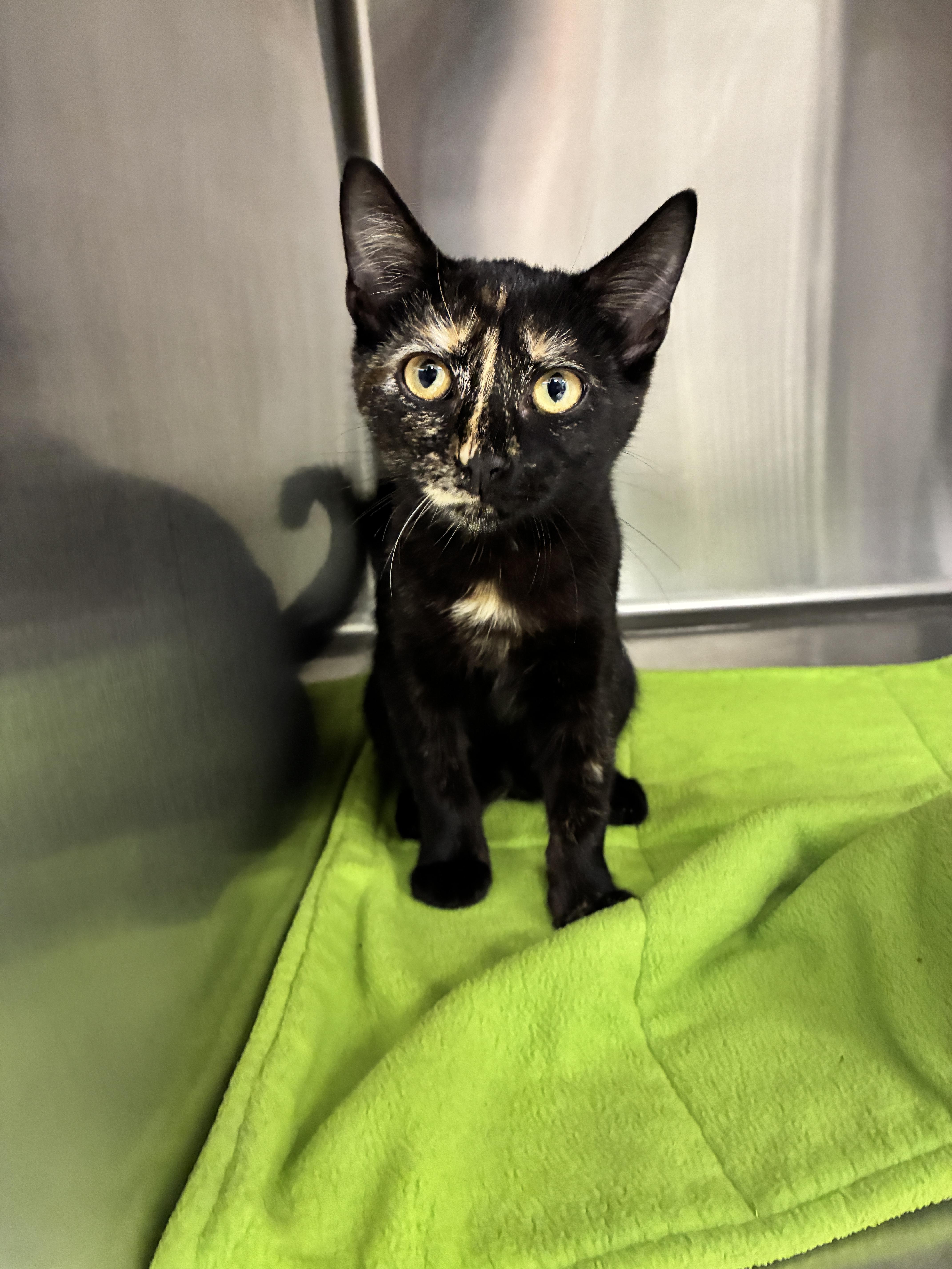Enlarge Orion, a Adopted mixed breed in Chico, CA image 2/2