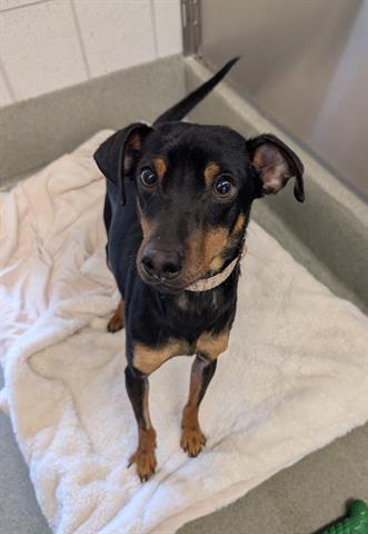 CHARLES, Adoptable, Adult Male Chihuahua.