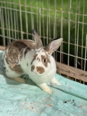 Enlarge Brook (bonded to Meadow), a Adoptable American in Carnation, WA image 3/5