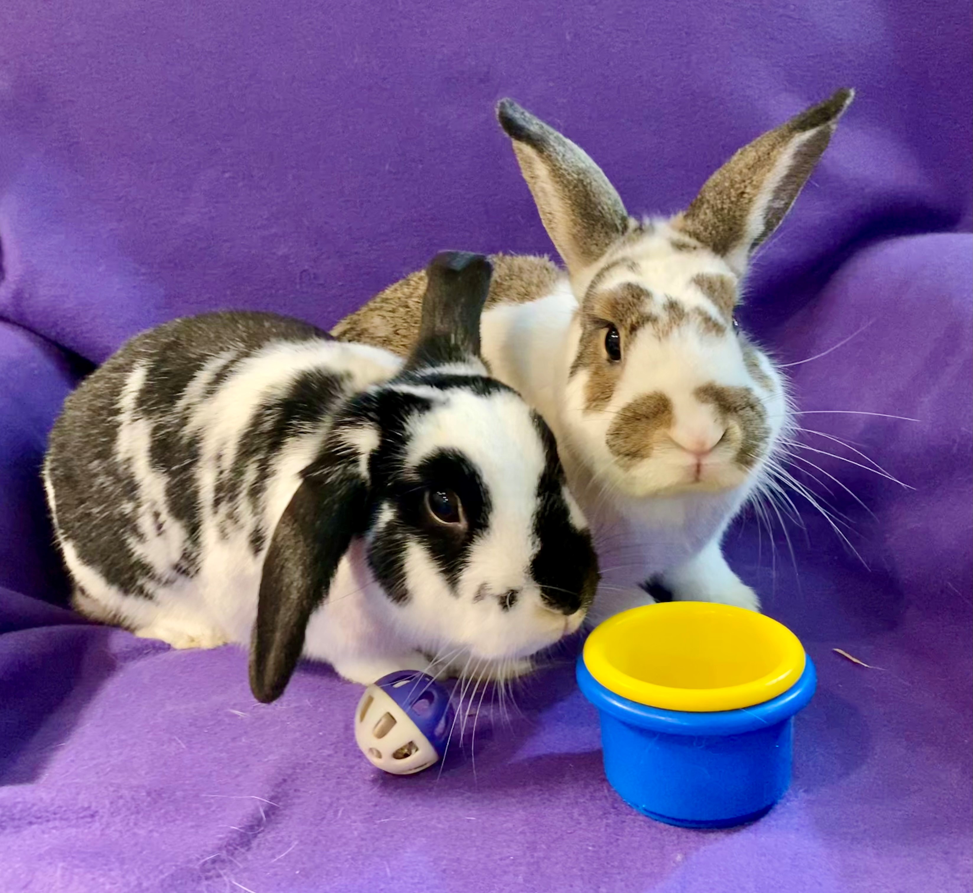 Enlarge Brook (bonded to Meadow), a Adoptable American in Carnation, WA image 1/5