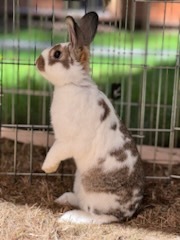 Enlarge Brook (bonded to Meadow), a Adoptable American in Carnation, WA image 4/5