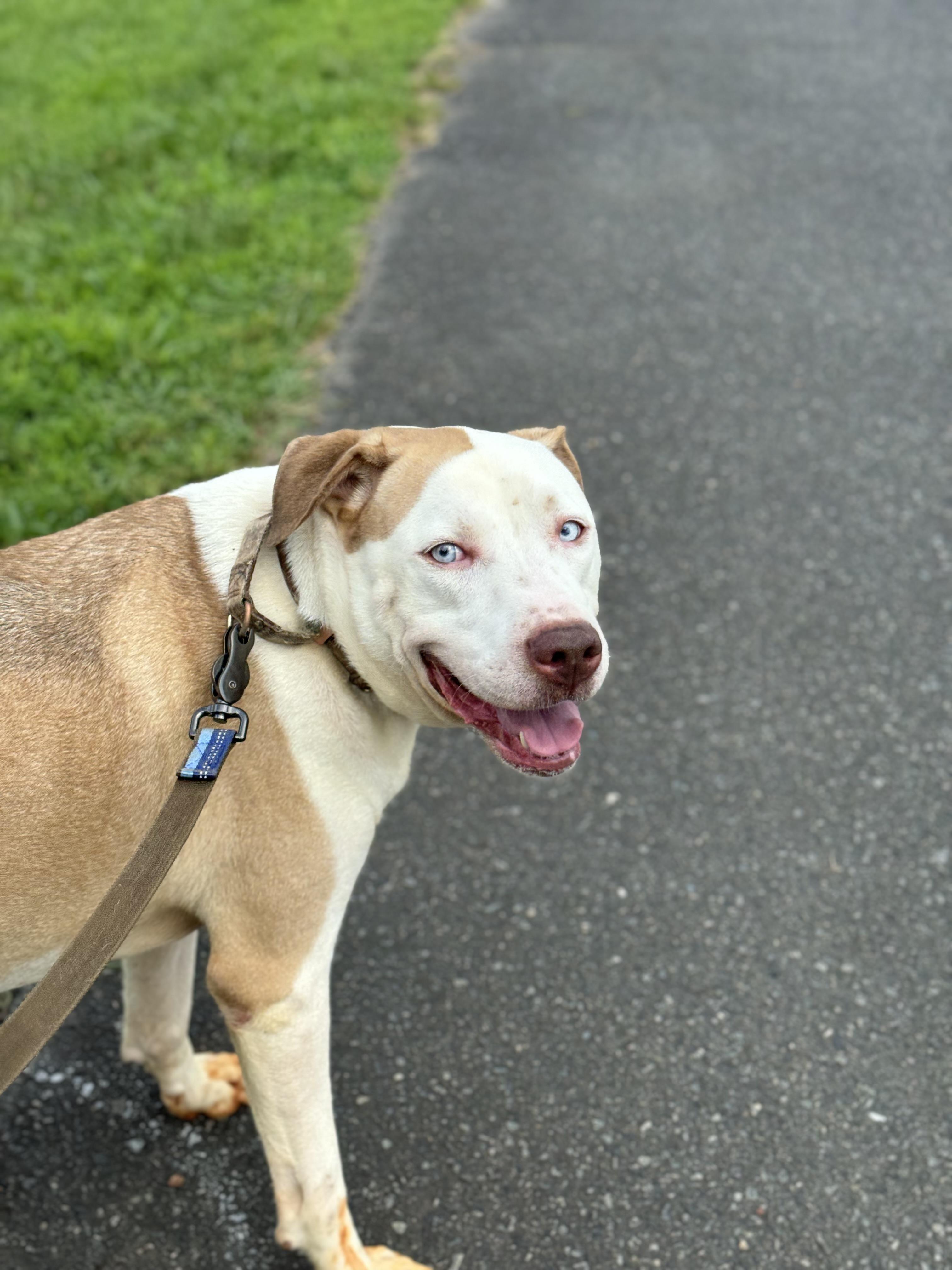 Enlarge Breylan, a ADOPTABLE mixed breed in Huntersville , NC image 3/4