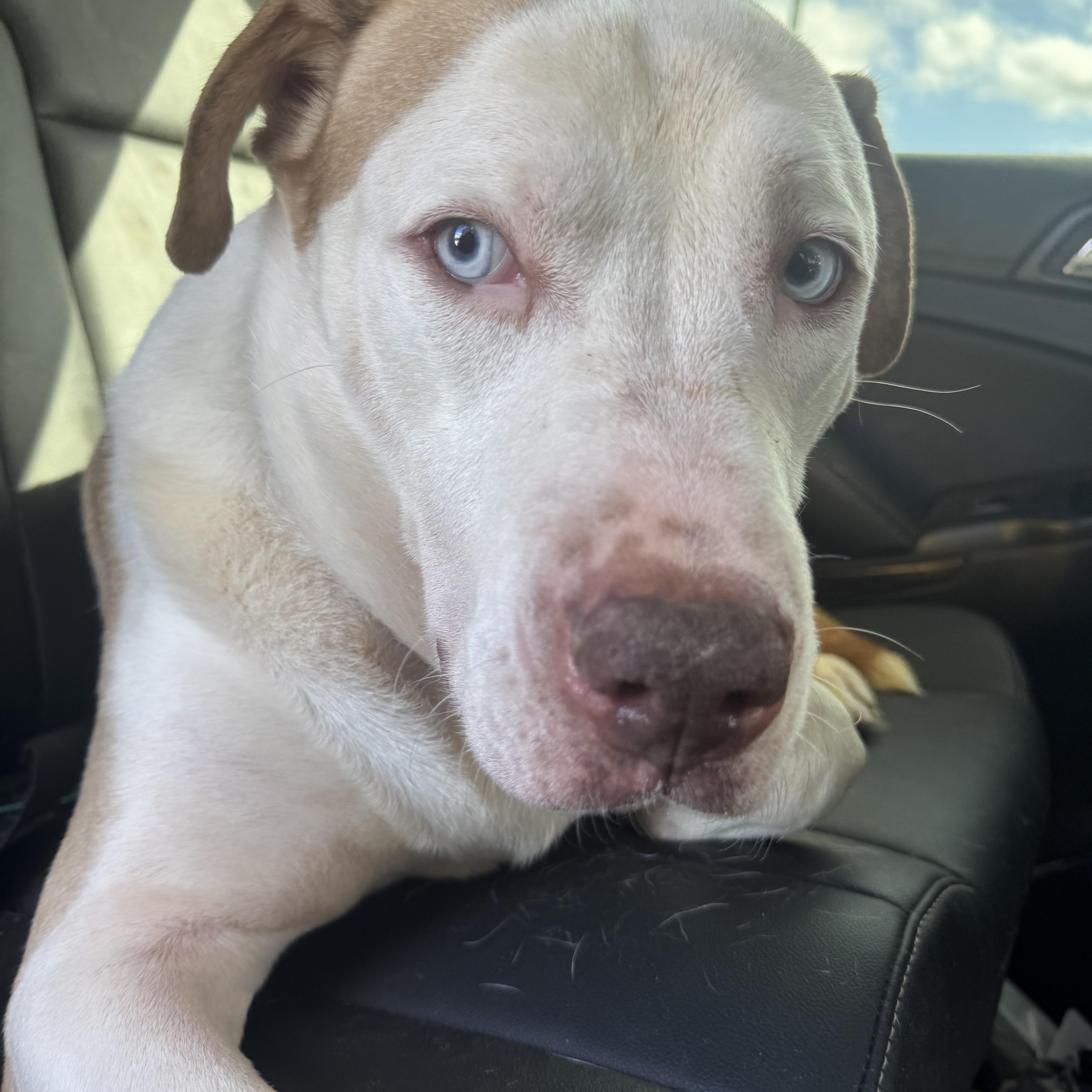 Breylan, ADOPTABLE, Adult Male Pit Bull Terrier & Labrador Retriever.