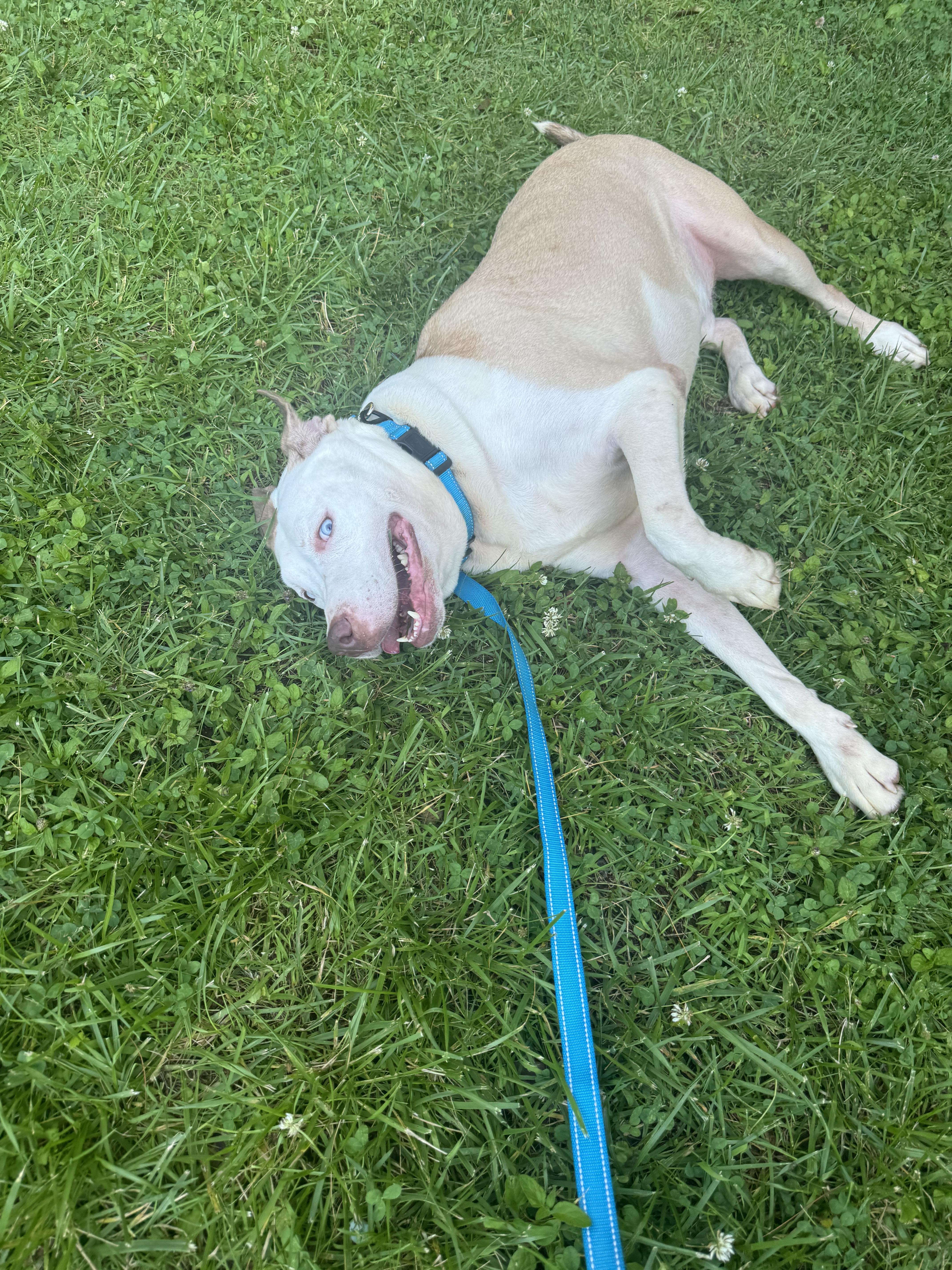 Enlarge Breylan, a ADOPTABLE mixed breed in Huntersville , NC image 2/4