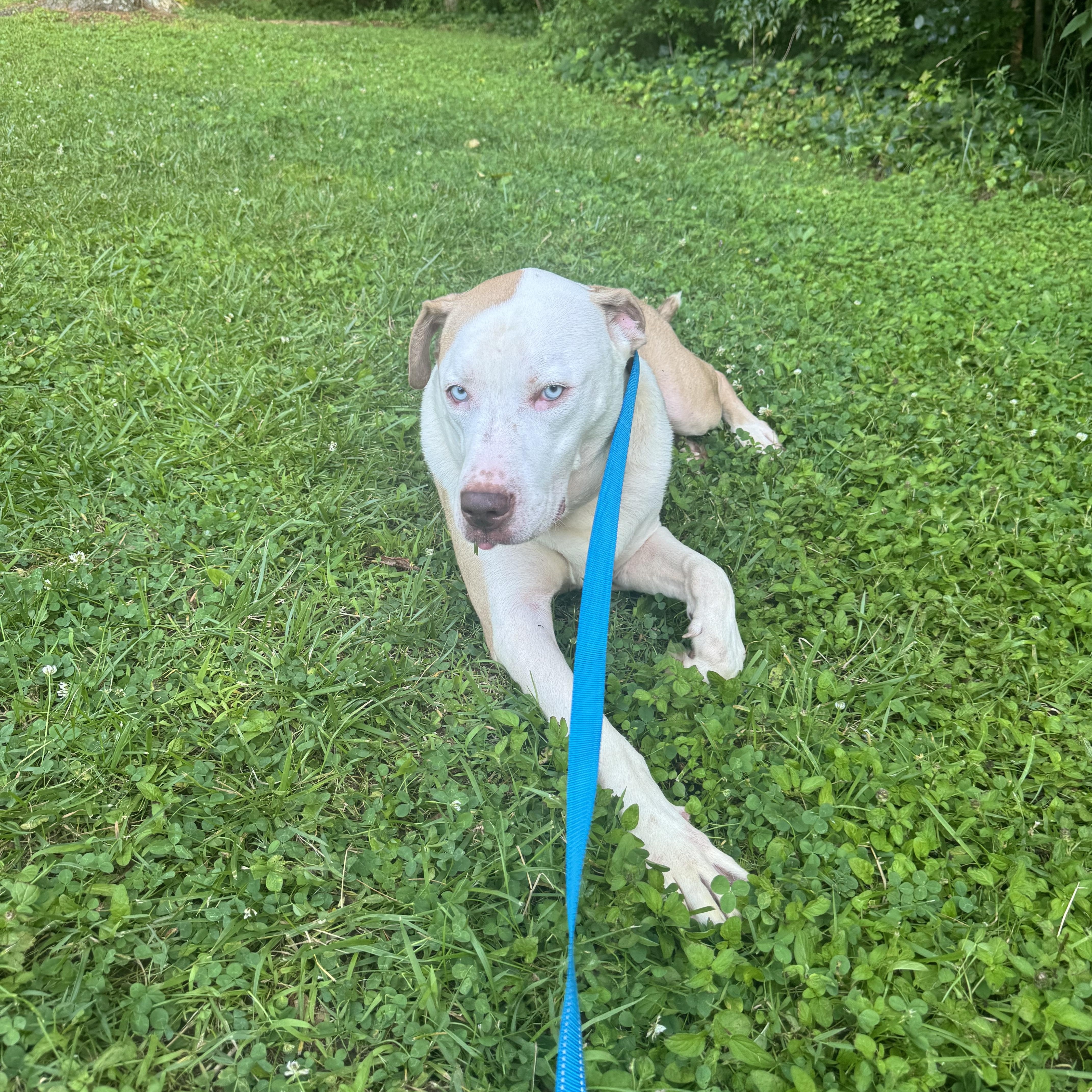 Enlarge Breylan, a ADOPTABLE mixed breed in Huntersville , NC image 4/4