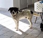 Enlarge Lou, an adopted mixed breed in Frederick, MD image 4/6