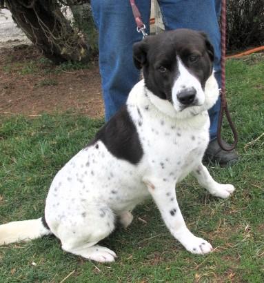 Enlarge Lou, an adopted mixed breed in Frederick, MD image 6/6