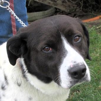 Enlarge Lou, an adopted mixed breed in Frederick, MD image 1/6