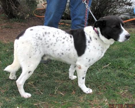 Enlarge Lou, an adopted mixed breed in Frederick, MD image 2/6