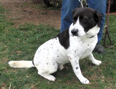 Enlarge Lou, an adopted mixed breed in Frederick, MD image 5/6