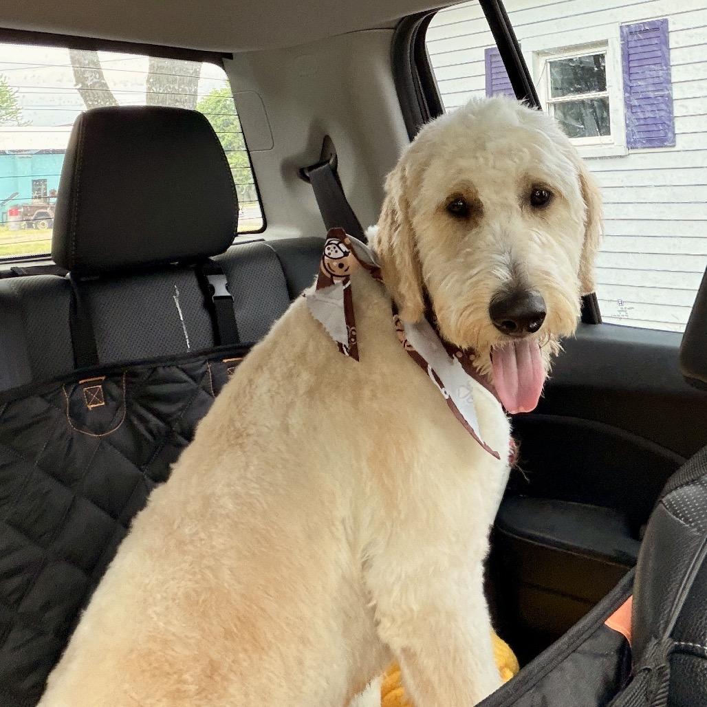 Lennie, a Adoptable mixed breed in Metamora, MI image 1/6