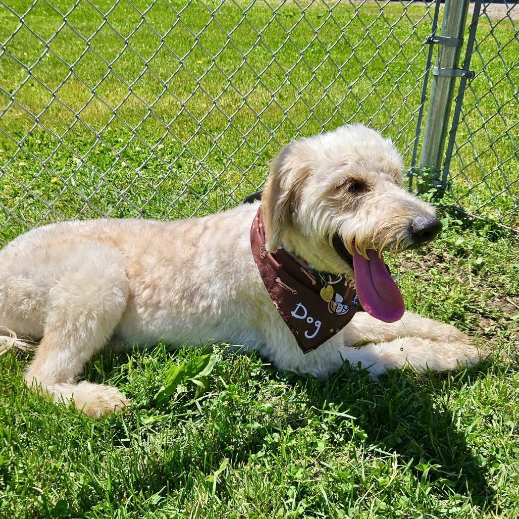 Lennie, a Adoptable mixed breed in Metamora, MI image 3/6