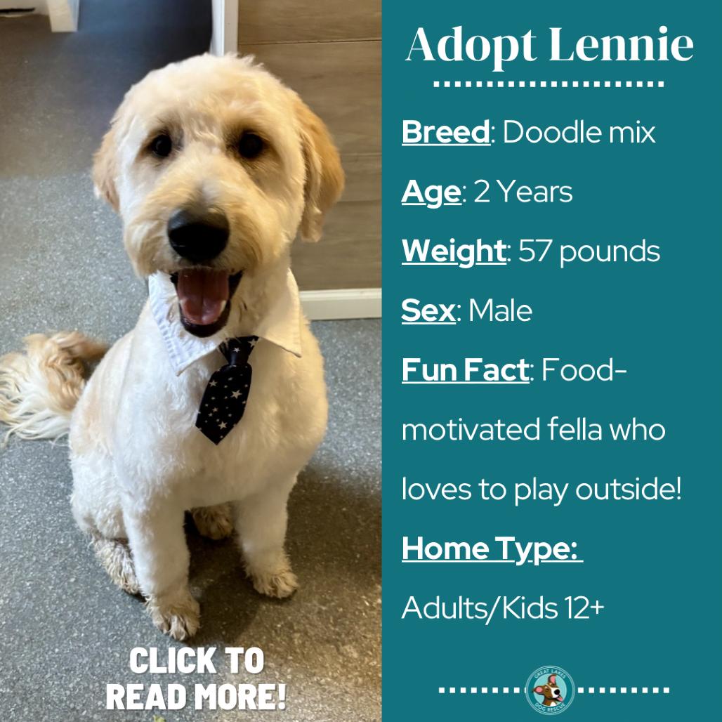 Lennie, a Adoptable mixed breed in Metamora, MI image 6/6