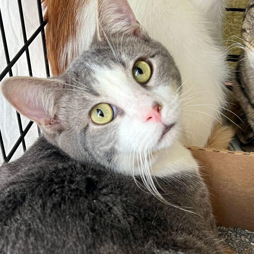 Enlarge Lugh & Wren, a Adoptable Domestic Short Hair in Mokena, IL image 1/5