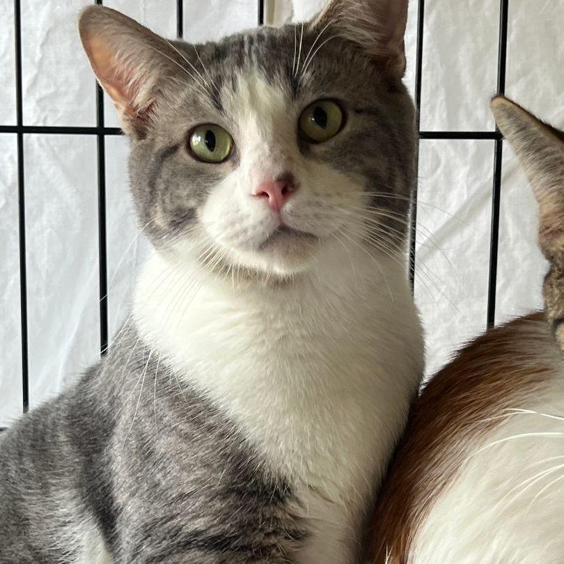 Enlarge Lugh & Wren, a Adoptable Domestic Short Hair in Mokena, IL image 2/5