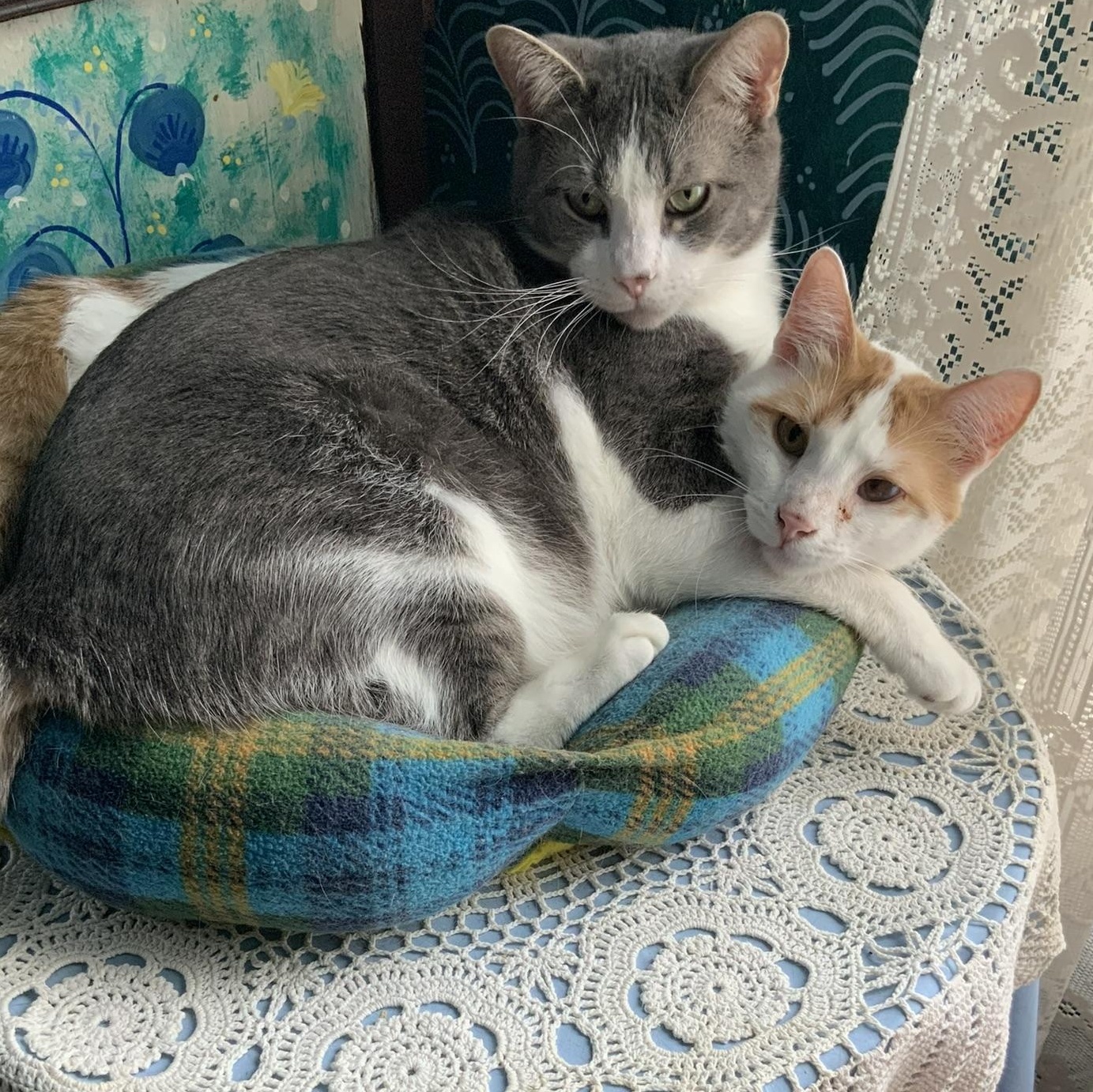 Enlarge Lugh & Wren, a Adoptable Domestic Short Hair in Mokena, IL image 3/5