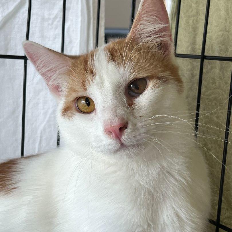 Enlarge Lugh & Wren, a Adoptable Domestic Short Hair in Mokena, IL image 4/5