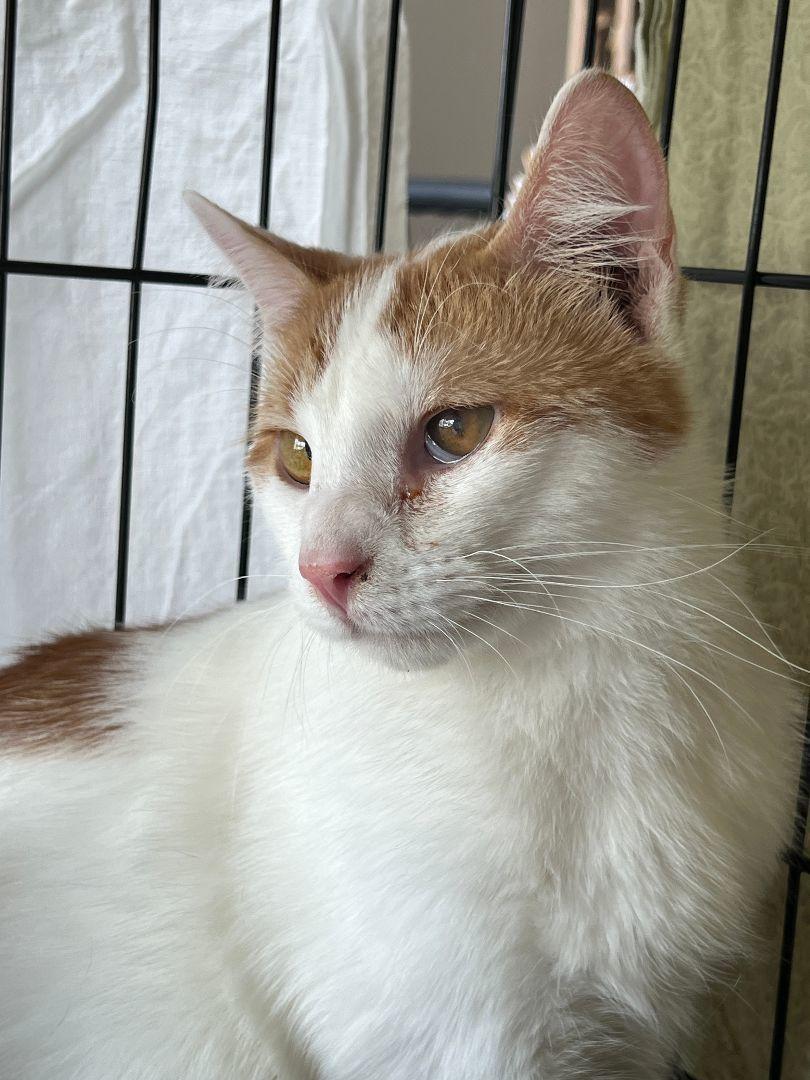 Enlarge Lugh & Wren, a Adoptable Domestic Short Hair in Mokena, IL image 5/5