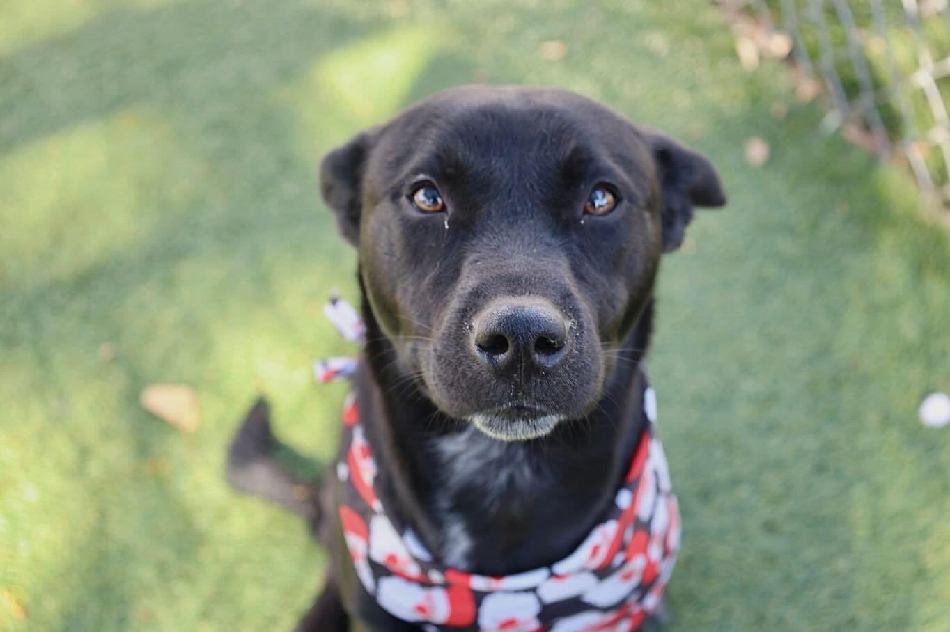Enlarge Hail, an adopted Mixed Breed in St. Albans, VT image 1/2