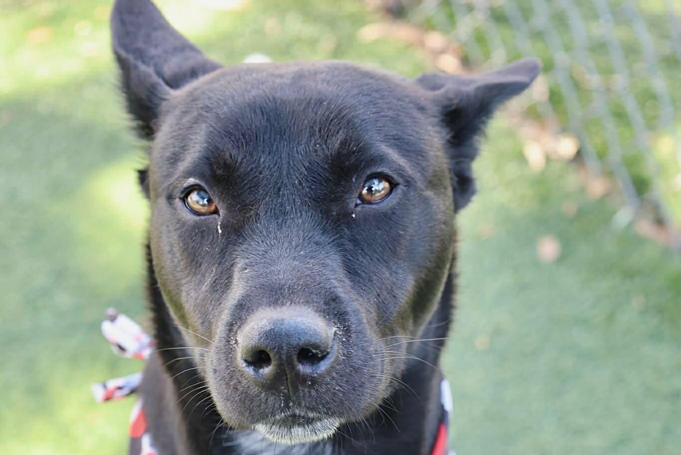 Enlarge Hail, an adopted Mixed Breed in St. Albans, VT image 2/2
